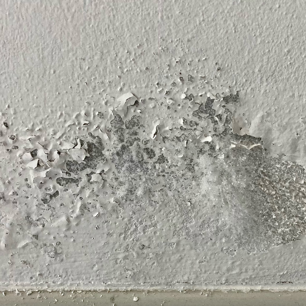 PEINTURE ECAILLE PEINTURE ECAILLE